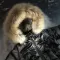 Комбінезон BEWARM Umka Royal Black дитячий зимовий роздільний