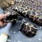 Комбінезон BEWARM Kodiaq суцільний з пінетками Leopard
